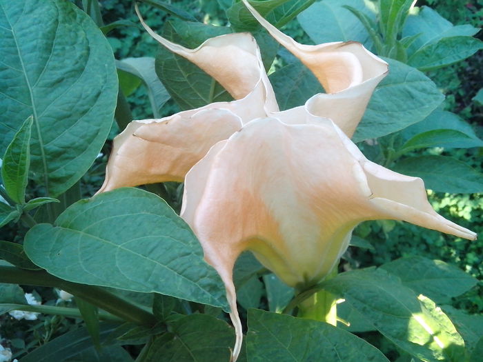 new folder 2 1317 - brugmansii-daturi-iochrome 2014