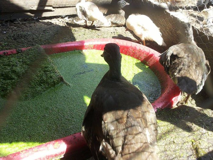 10508281_819479988092164_1714840550_n