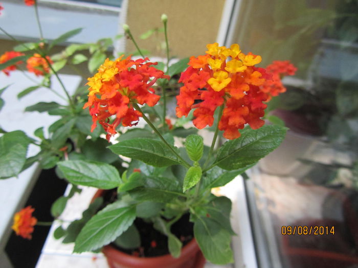 Lantana - Si citeva ghivece
