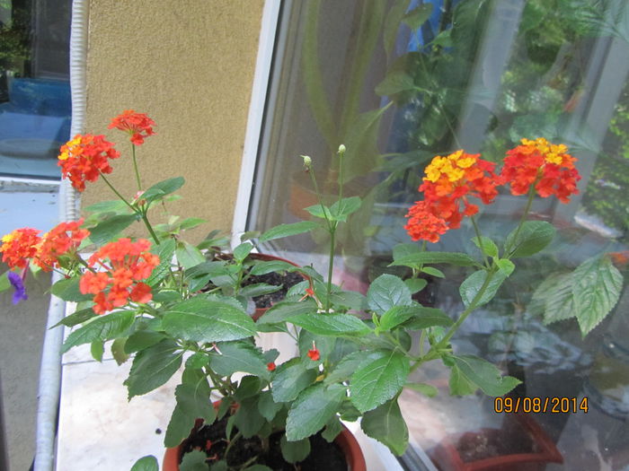 Lantana - Si citeva ghivece