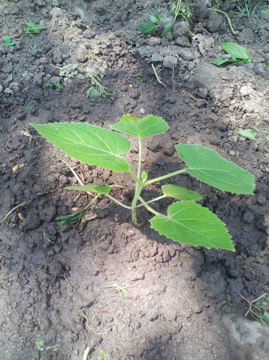 Paulownia Tomentosa - Paulownia Tomentosa