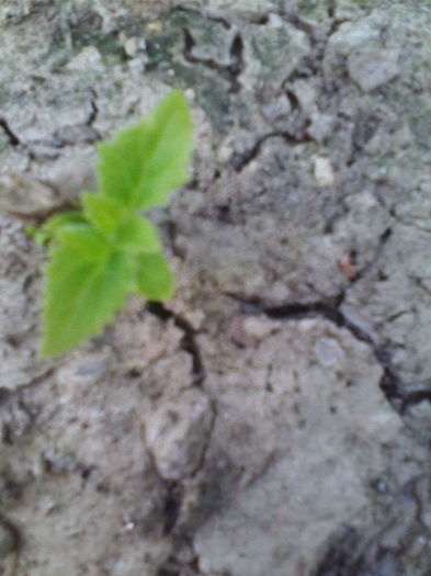 Paulownia taiat de jos 6 zile