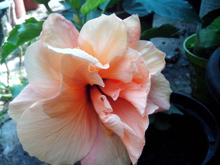 new folder 2 1359 - hibiscusi 2014-1