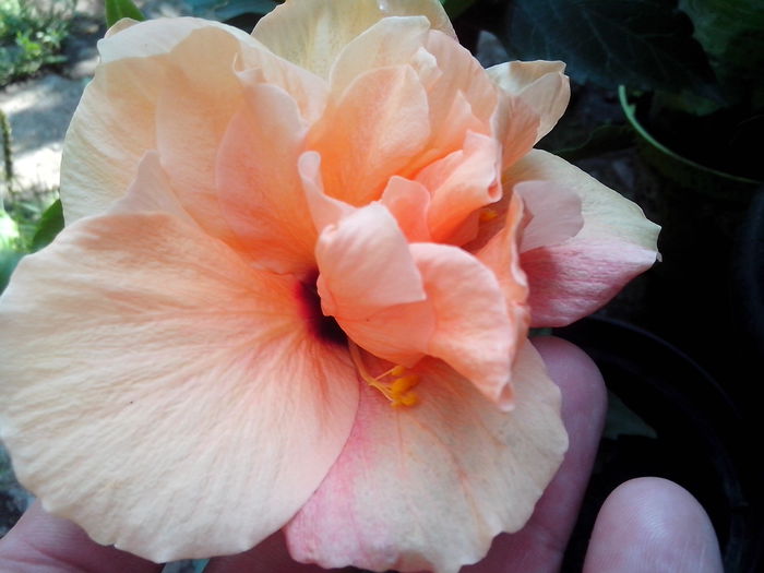 new folder 2 1360 - hibiscusi 2014-1