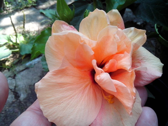 new folder 2 1363 - hibiscusi 2014-1