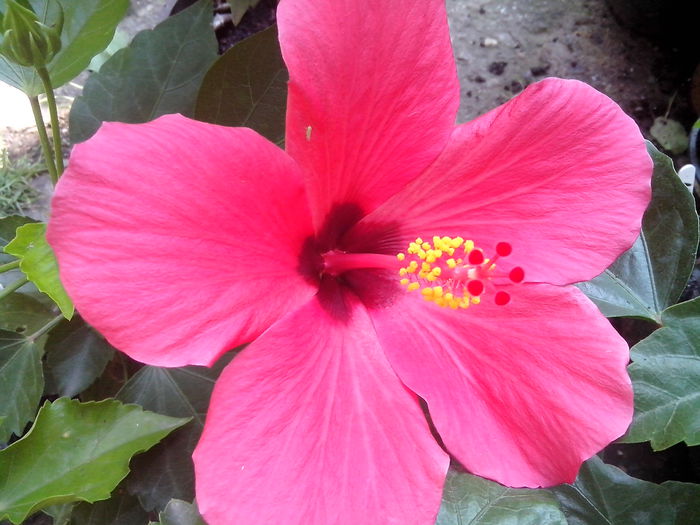 new folder 2 1364 - hibiscusi 2014-1