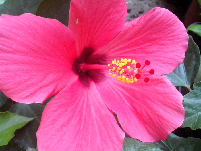 new folder 2 1365 - hibiscusi 2014-1