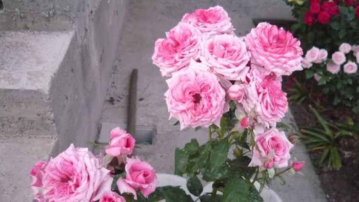 040 - Rose mini