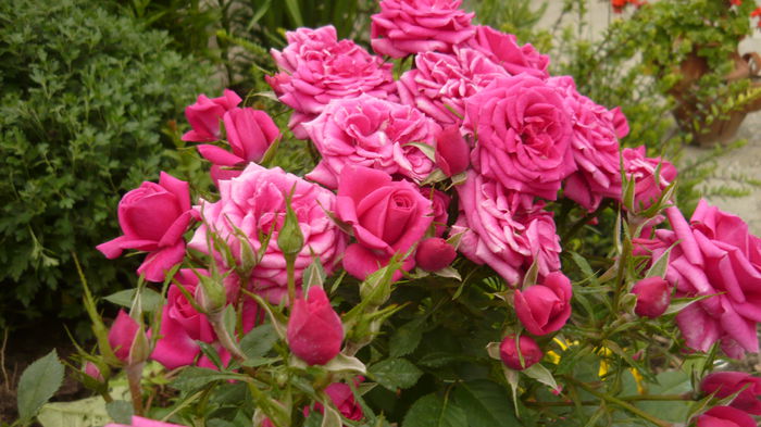 086 - Rose mini