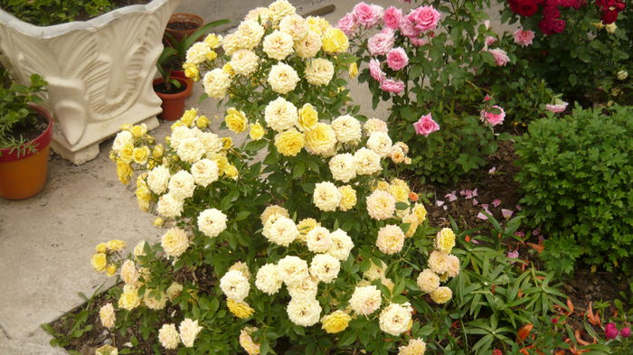 087 - Rose mini