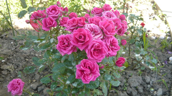 020 - Rose mini