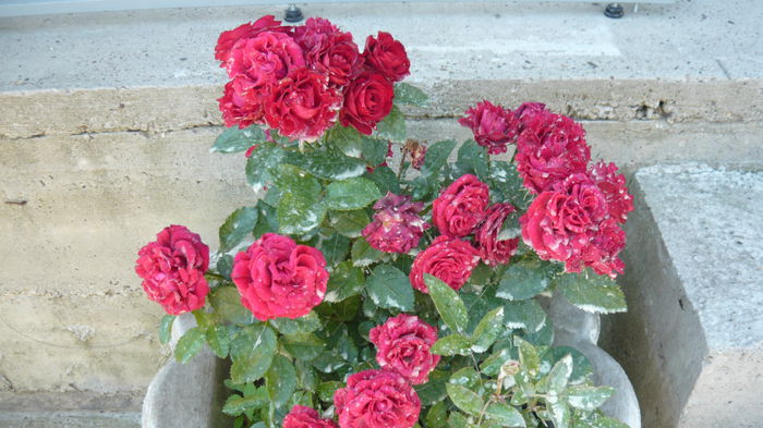 023 - Rose mini