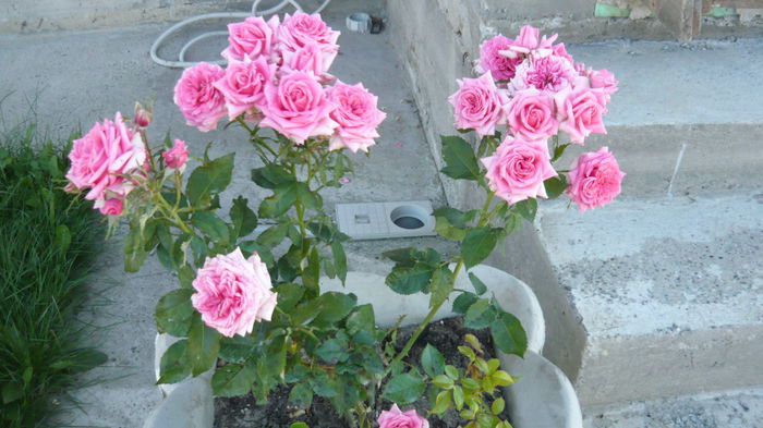 024 - Rose mini