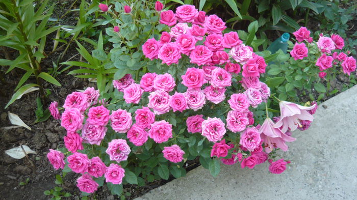 028 - Rose mini