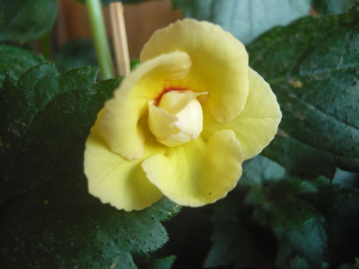 limoncello - achimenes 2014