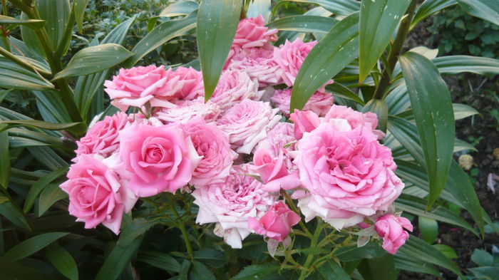 030 - Rose mini
