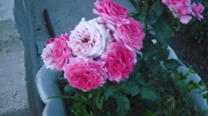 059 - Rose mini