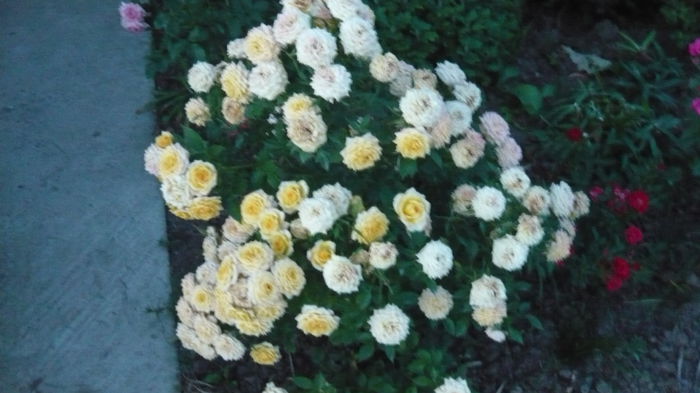 061 - Rose mini