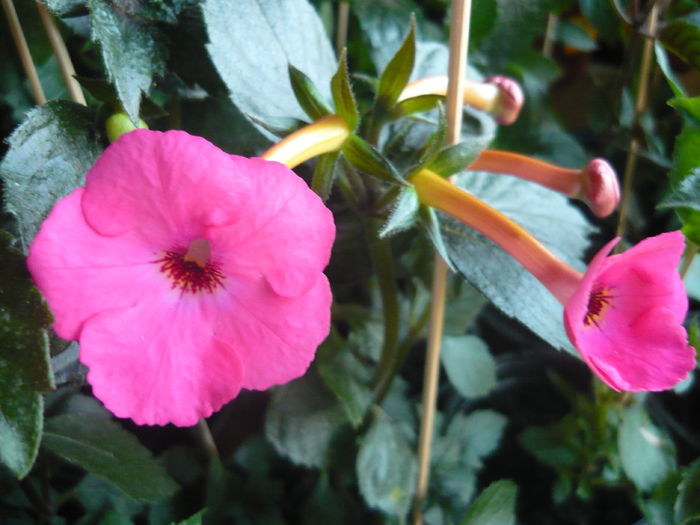 P1070296 - achimenes 2014