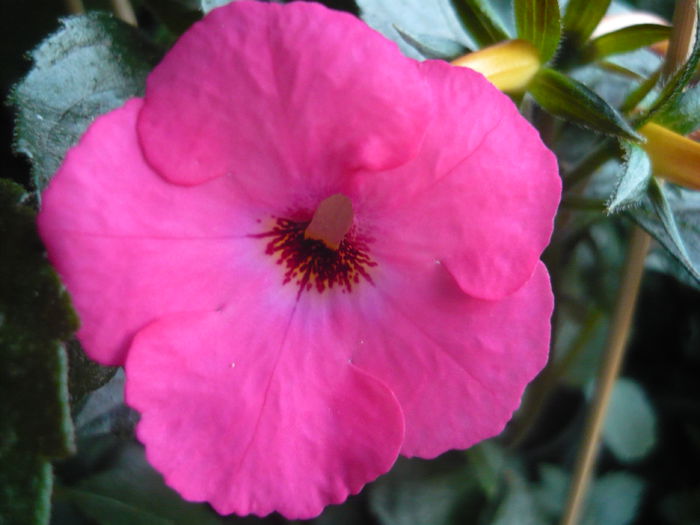 P1070297 - achimenes 2014