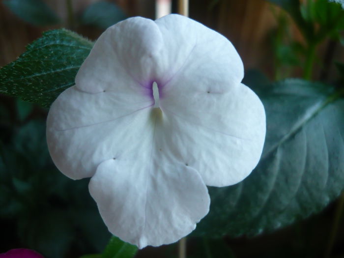 P1070300 - achimenes 2014