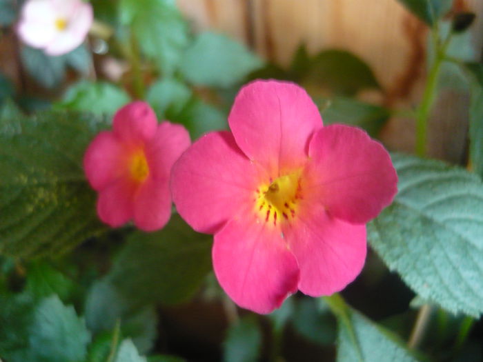 dale martens - achimenes 2014