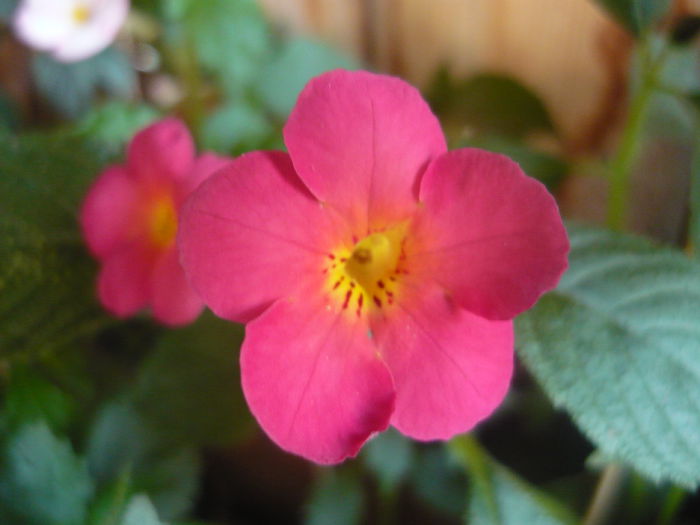 P1070303 - achimenes 2014