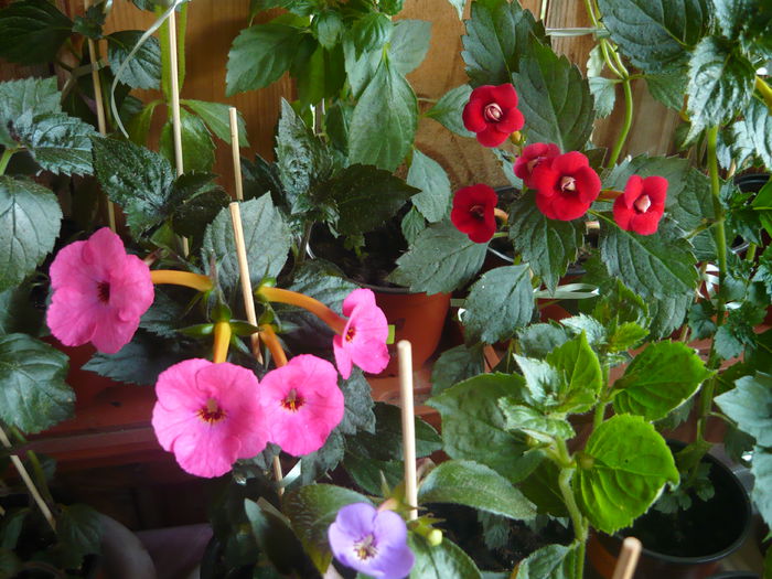 P1070314 - achimenes 2014