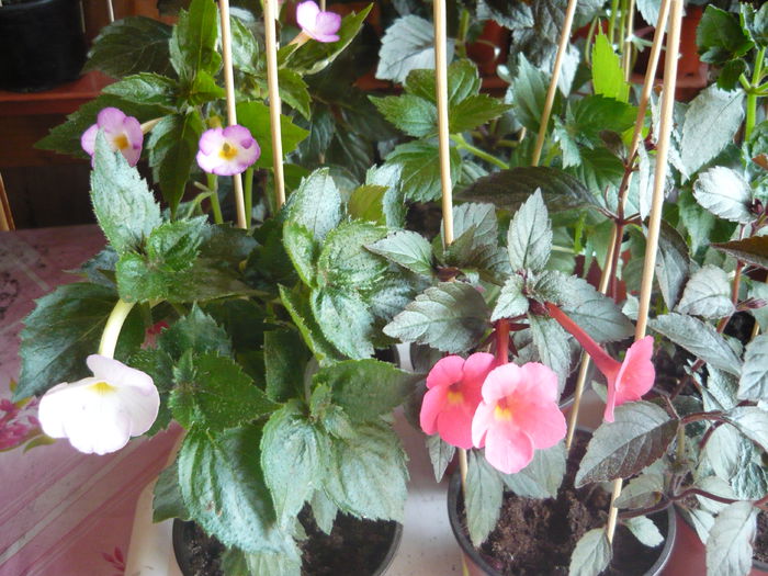P1070319 - achimenes 2014