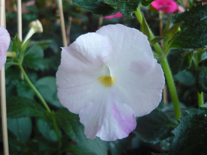 P1070309 - achimenes 2014