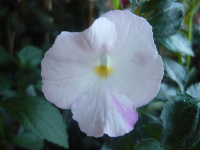 P1070310 - achimenes 2014