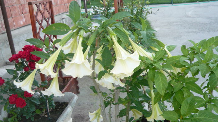 129 - brugmansia si datura