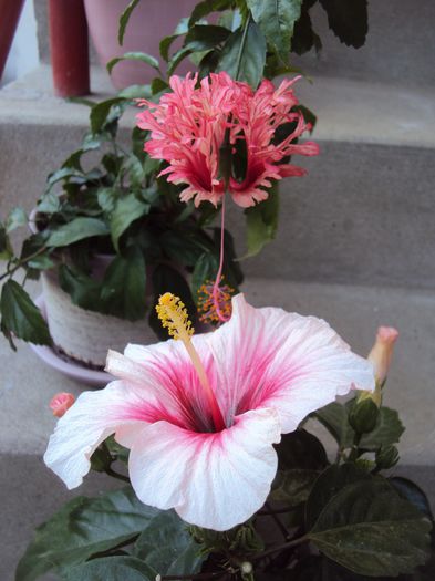 DSC01725 - Hibiscus