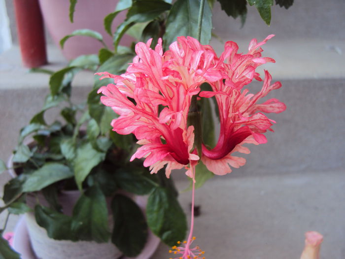 DSC01726 - Hibiscus