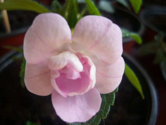 double pink rose - achimenes colectie 2014