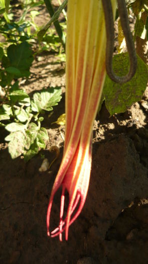 018 - brugmansia si datura