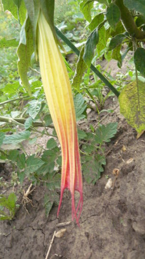 078 - brugmansia si datura