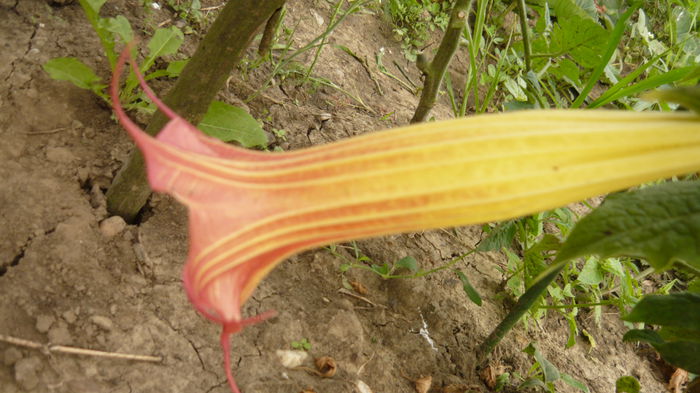 087 - brugmansia si datura