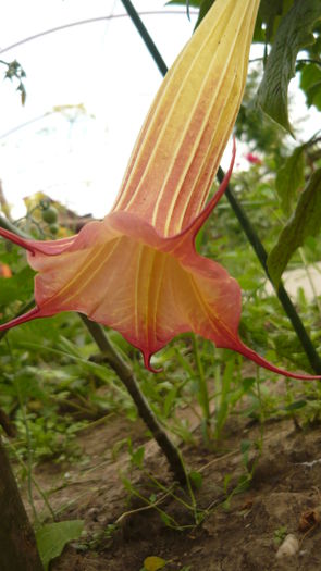 088 - brugmansia si datura