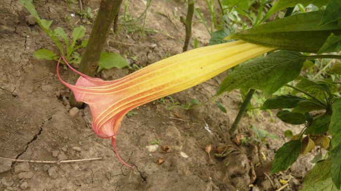 090 - brugmansia si datura