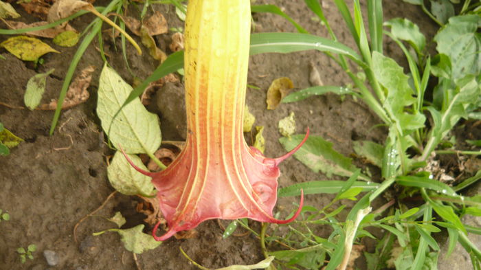 124 - brugmansia si datura