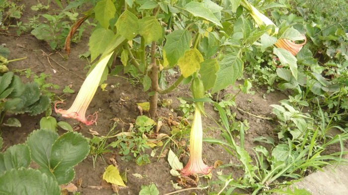 125 - brugmansia si datura