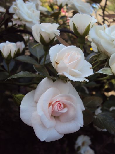 DSC01791 - Aspirin Rose