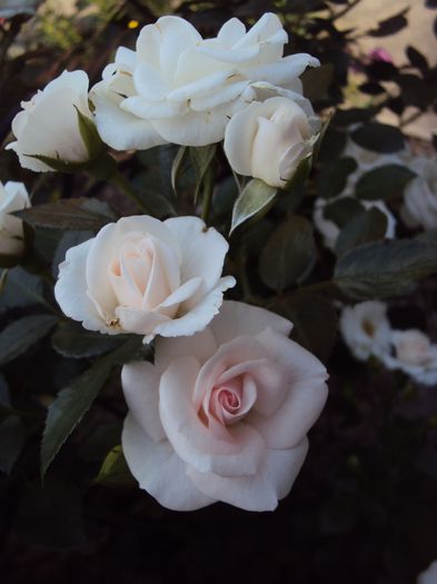 DSC01792 - Aspirin Rose