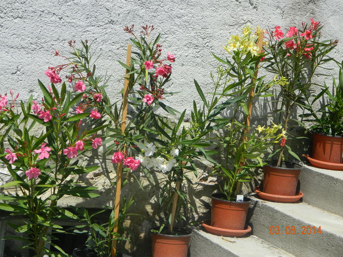DSCN8929 - Leandrii