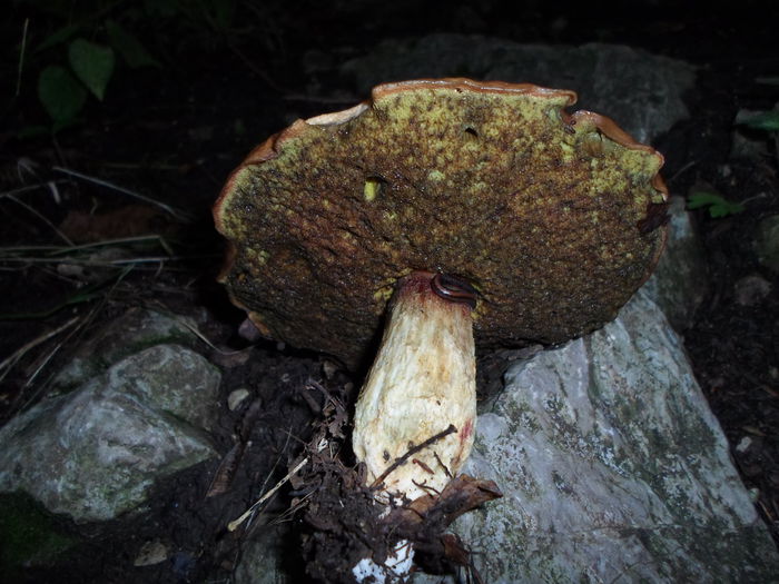 ciuperca viermanoasa