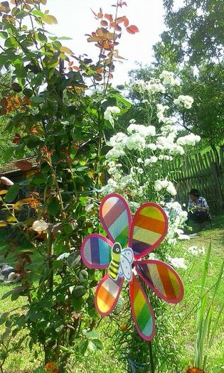  - GRADINA MEA 2014