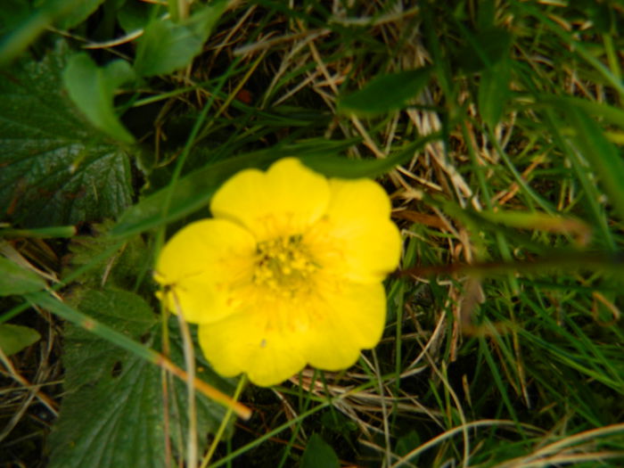 DSCN9008
