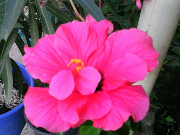 Hibiscus rosu - 2014 Flori