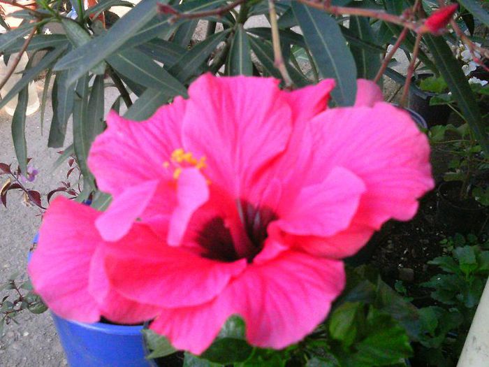 Hibiscus iulie - 2014 Flori